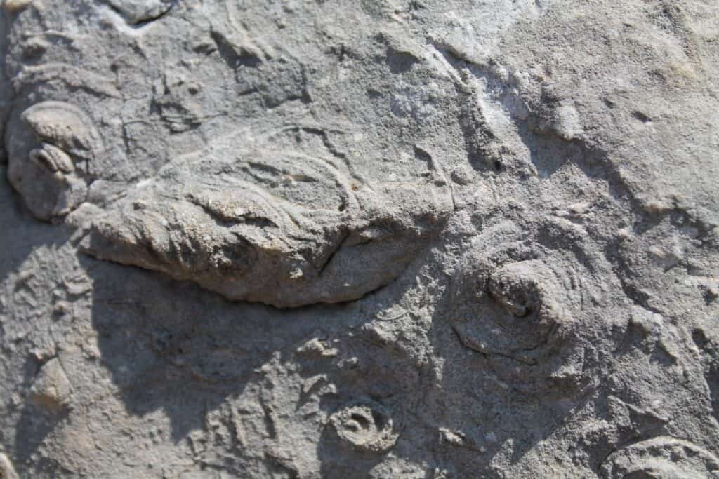 Scogliera Corallina Fossile – Rocca di Cave