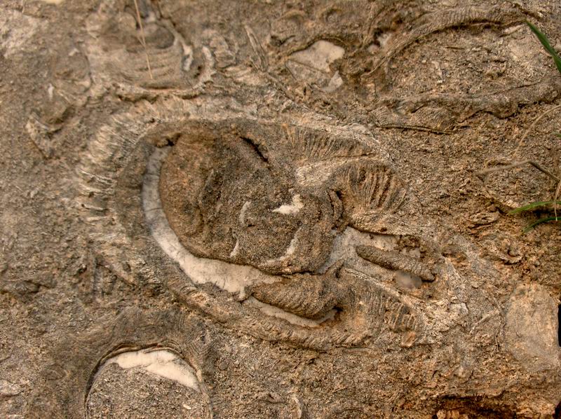 Scogliera Corallina Fossile – Rocca di Cave
