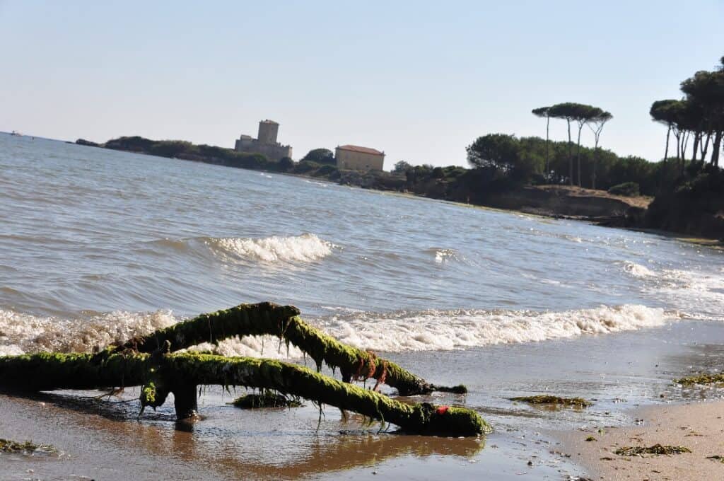 Boschetto di Torre Astura