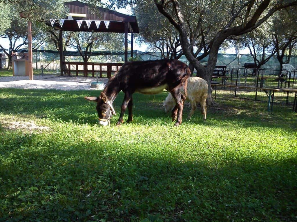 Fattoria Didattica Il girotondo degli animali