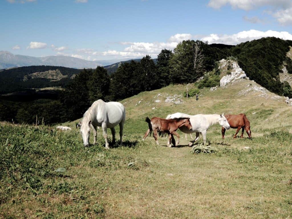 Monte Livata