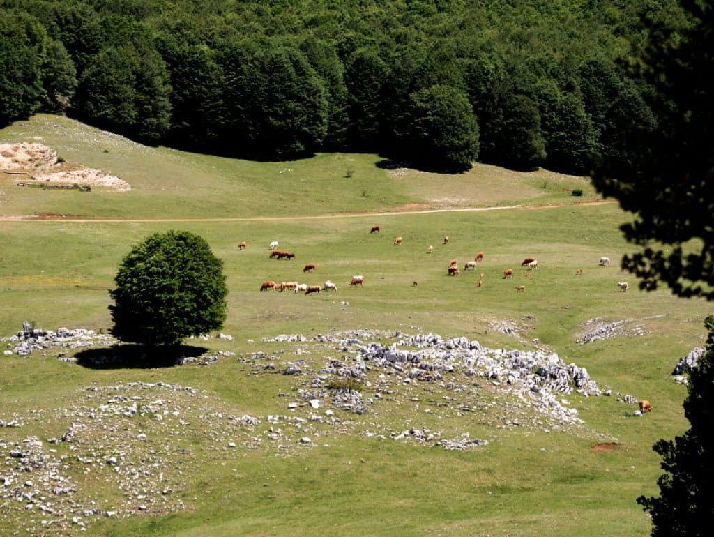 Monte Livata