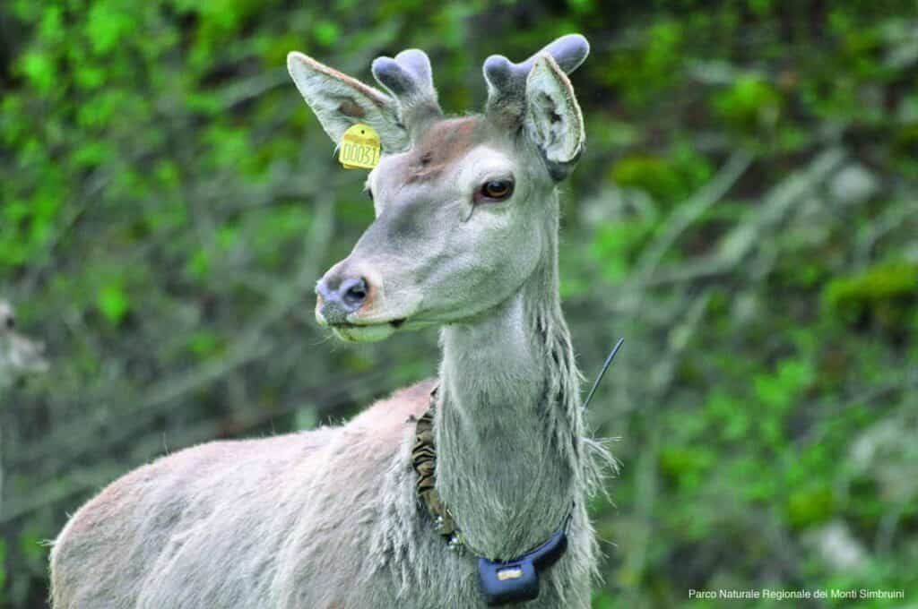 Parco Naturale Regionale dei Monti Simbruini