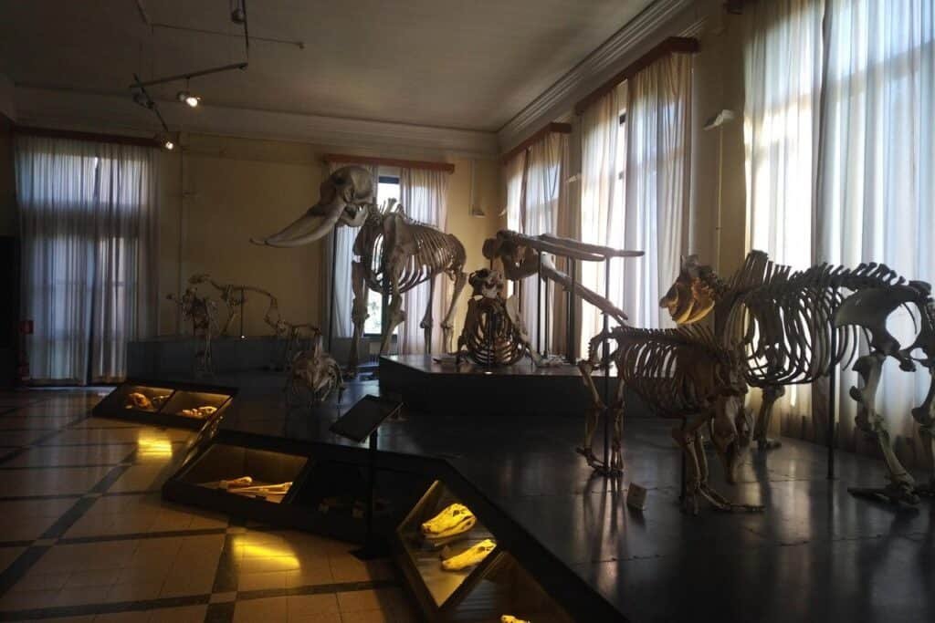 Museo civico di Zoologia