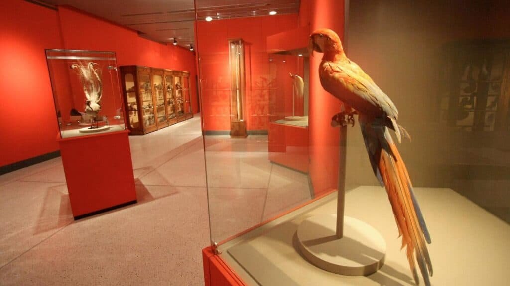 Museo civico di Zoologia