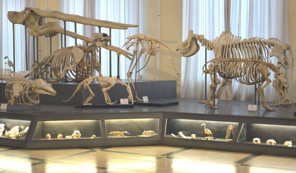 Museo civico di Zoologia