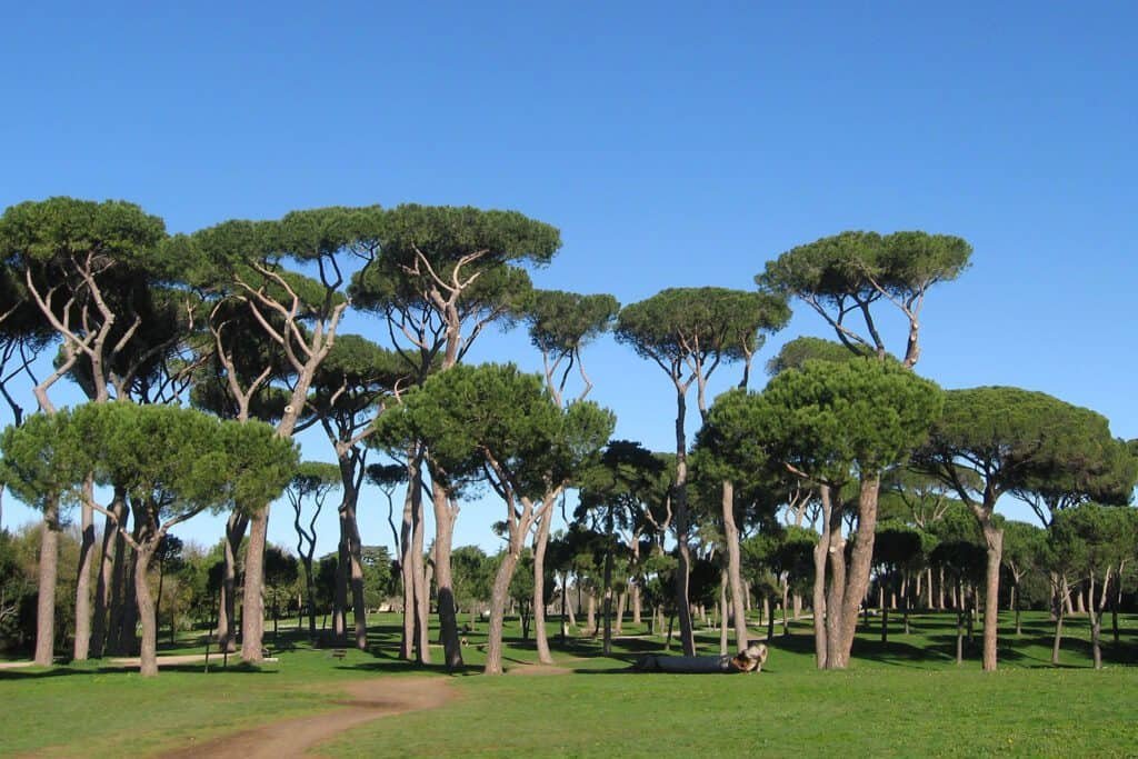 Parco regionale urbano del Pineto - Pineta Sacchetti