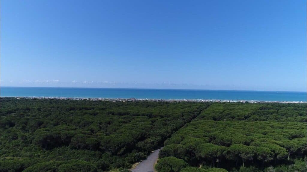 Pineta di Castel Fusano
