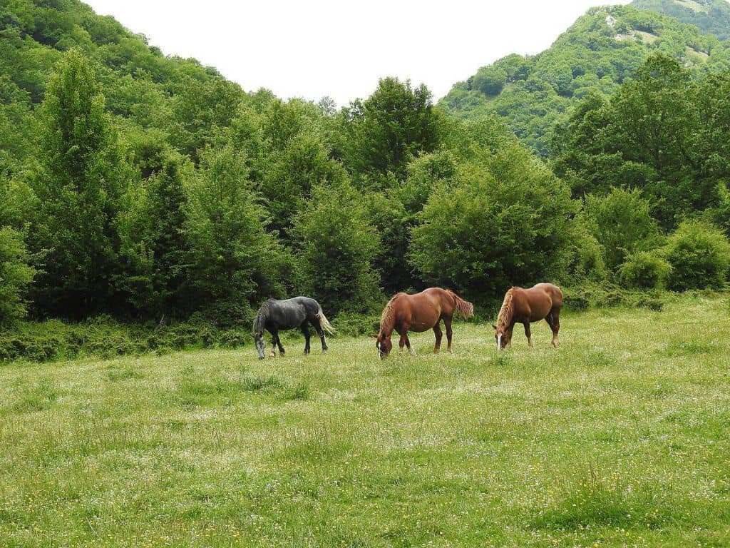 Riserva Naturale La Camosciara