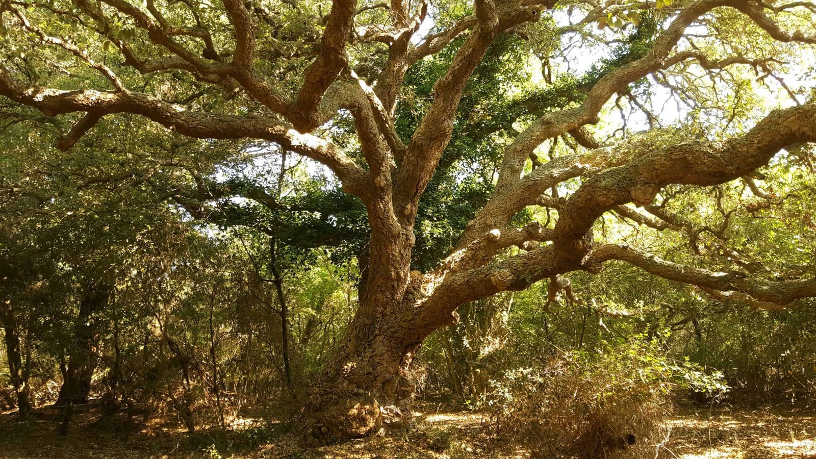 Riserva Naturale Statale Tenuta di Castelporziano