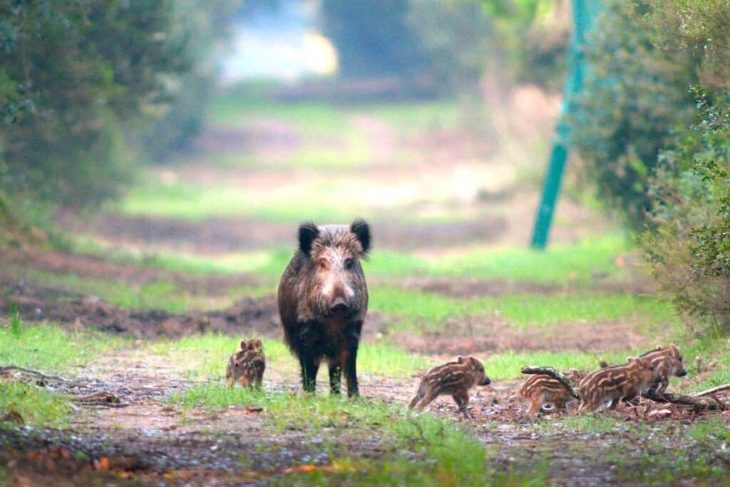 Riserva Naturale Statale Tenuta di Castelporziano