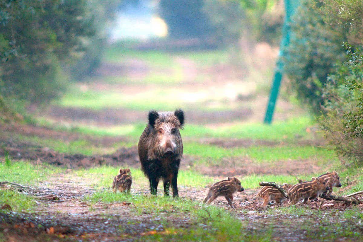 Riserva Naturale Statale Tenuta di Castelporziano