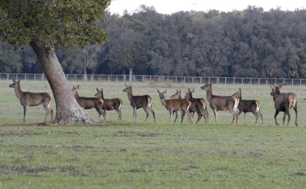 Riserva Naturale Statale Tenuta di Castelporziano