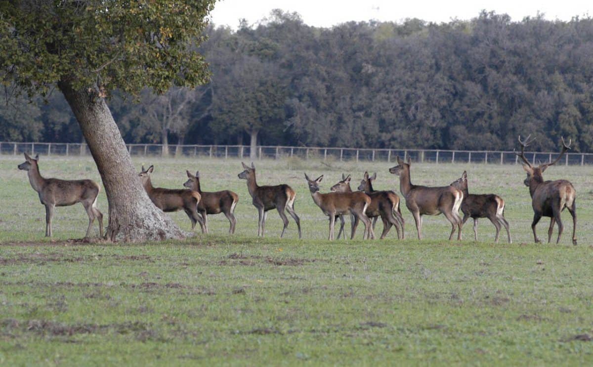 Riserva Naturale Statale Tenuta di Castelporziano