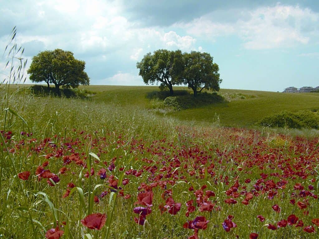 Tenuta dei Massimi