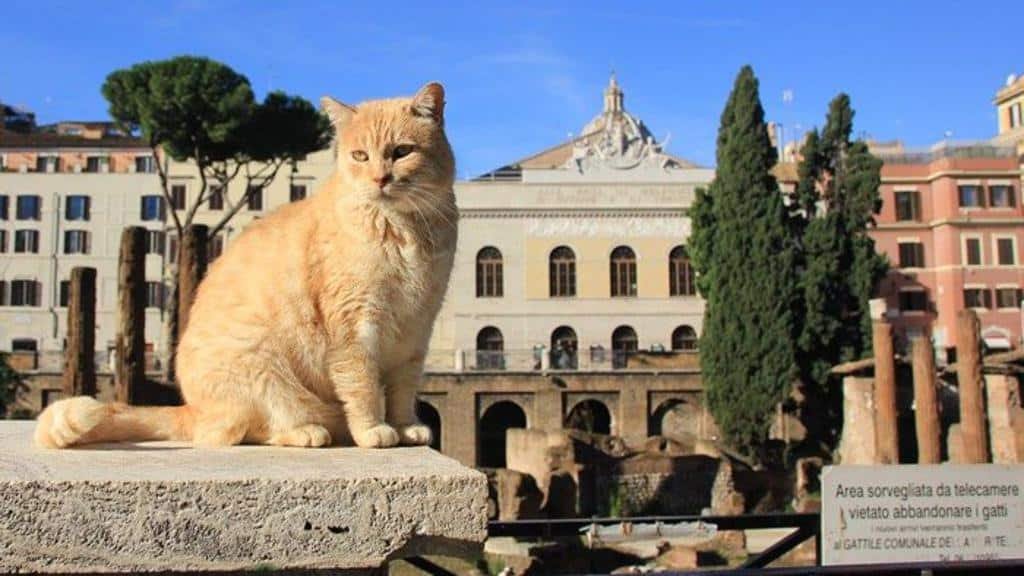 Santuario dei gatti di Largo Argentina