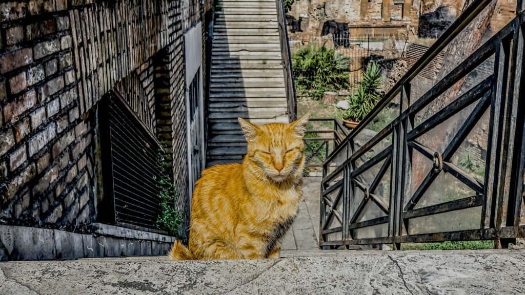 Santuario dei gatti di Largo Argentina