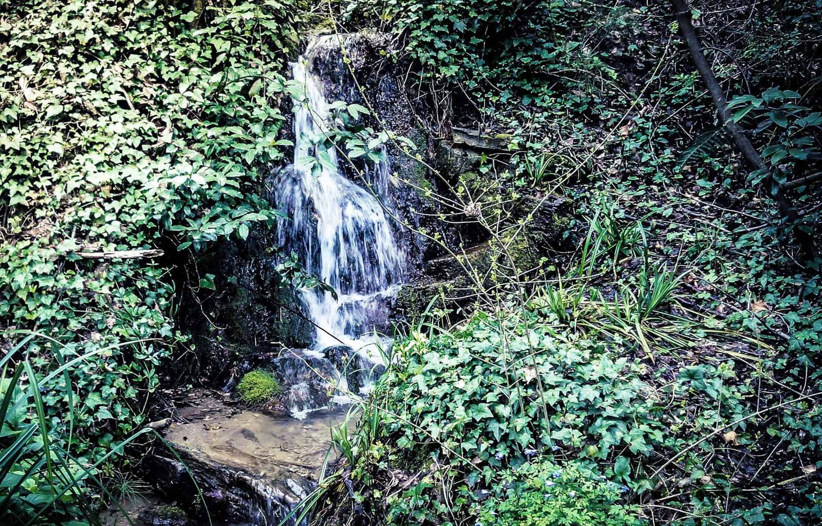 Genazzano (RM) 5 La Selva di Genazzano