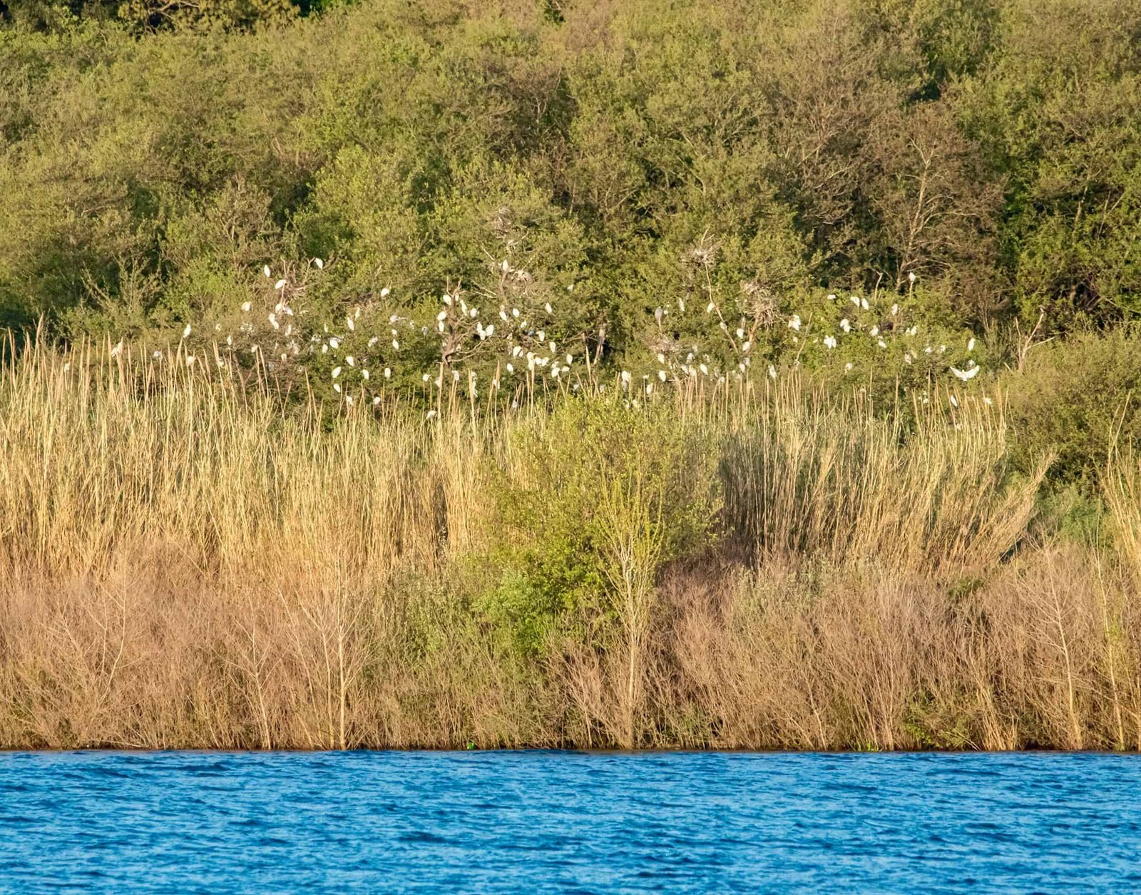 Trevignano Romano (RM) 6 Pantane di Trevignano - Lago di Bracciano