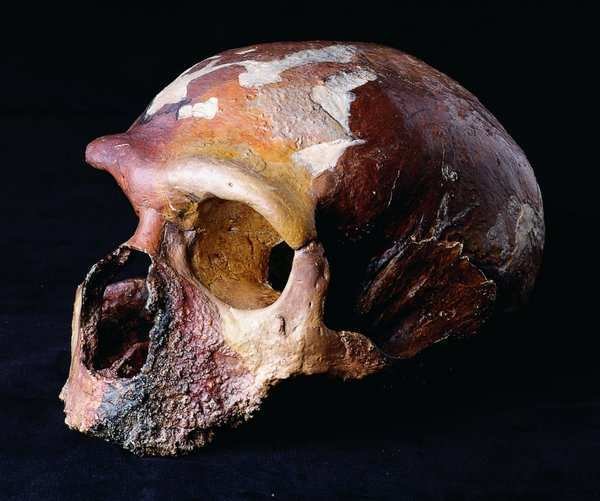 Cranio di Neanderthal dalla Grotta Guattari al Circeo, Museo delle Civiltà