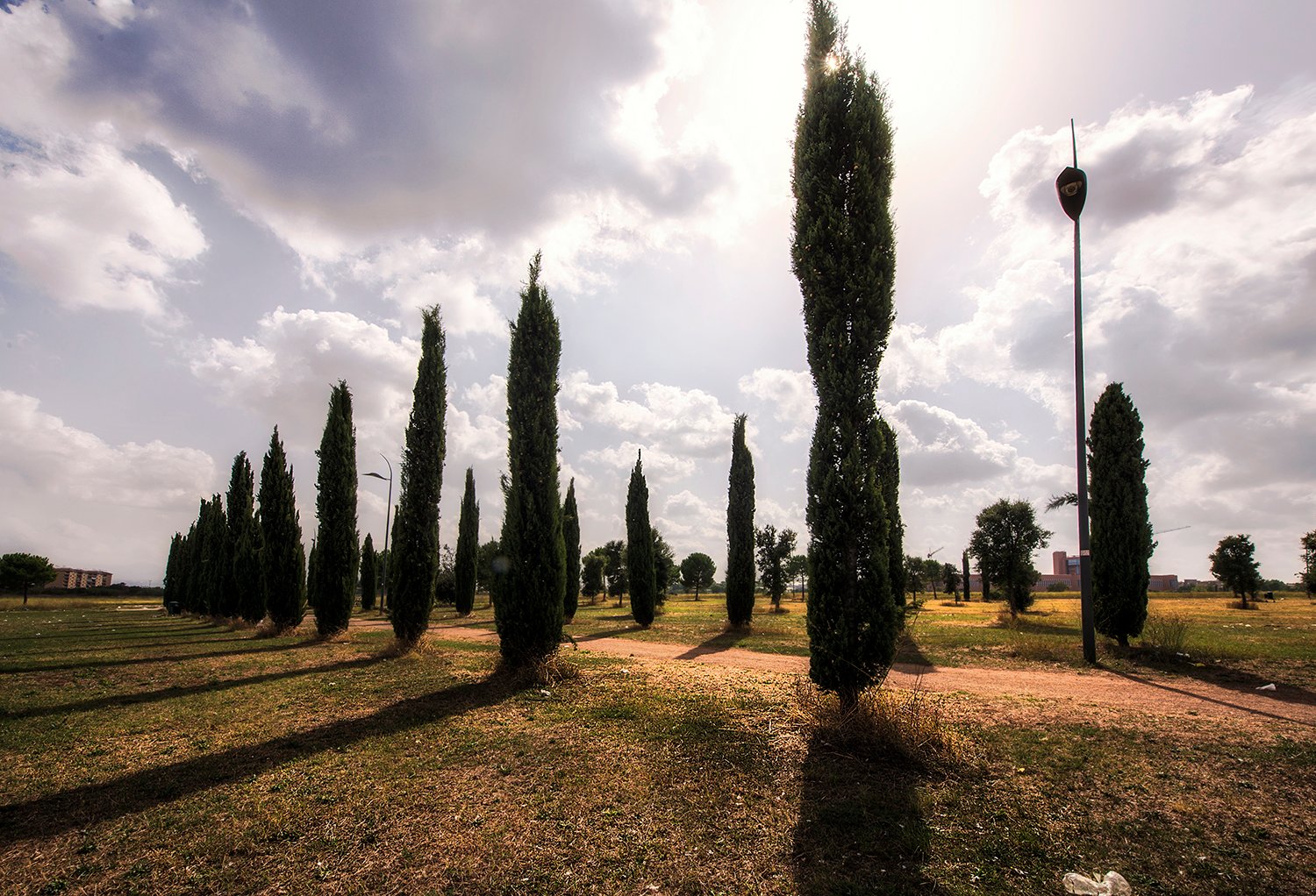 Cipressi nel Parco archeologico di Centocelle