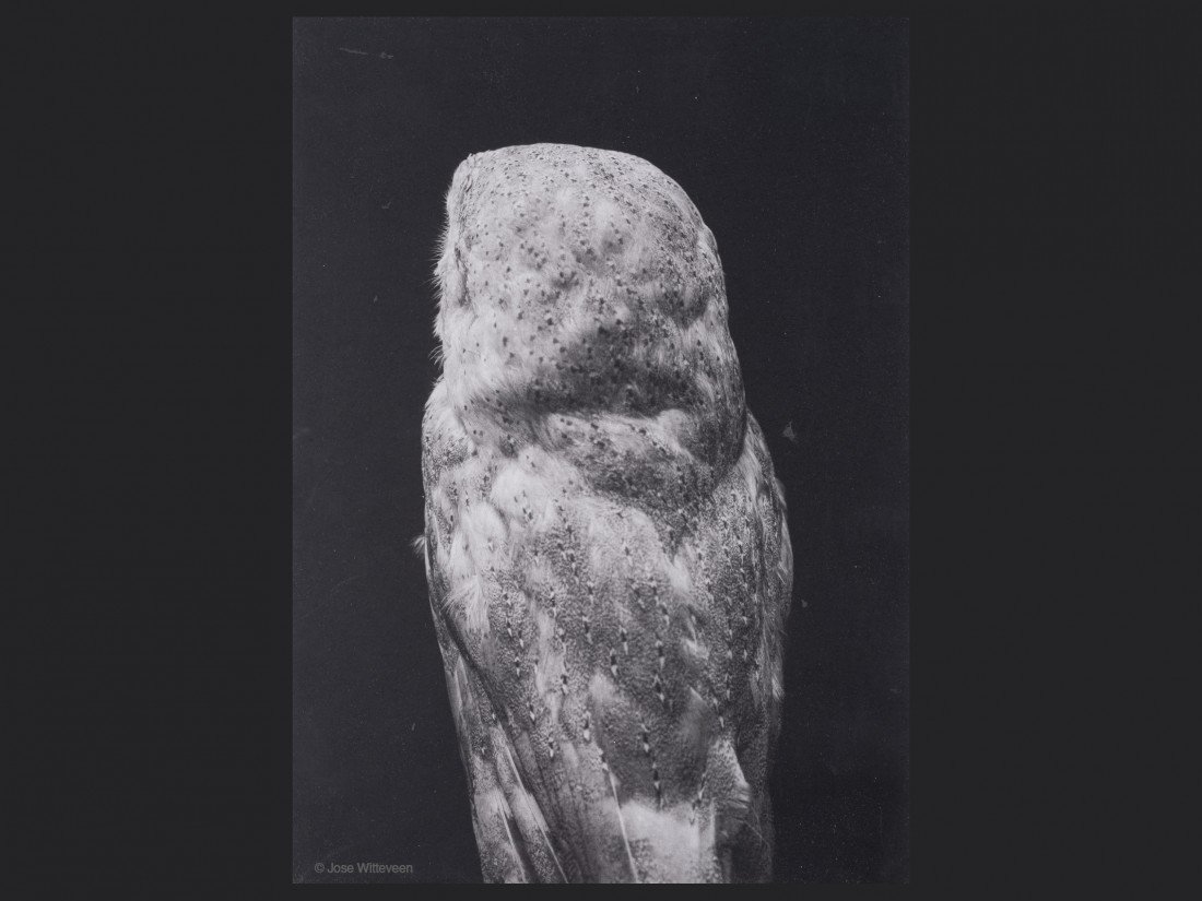 Una fotografia di Jose Witteveen, immagine ufficiale della mostra