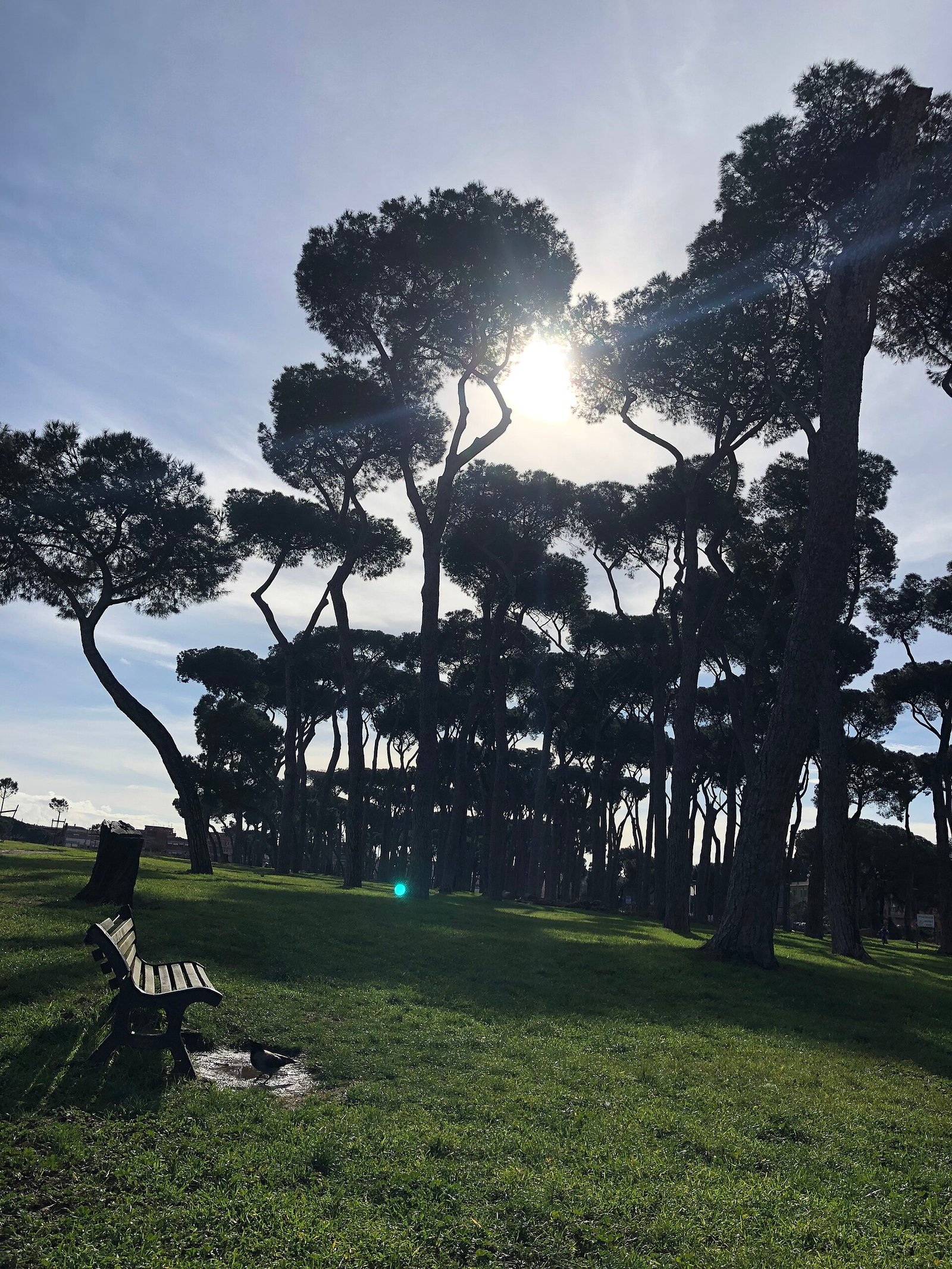 La pineta del Parco del Pineto, nella zona di Pineta Sacchetti