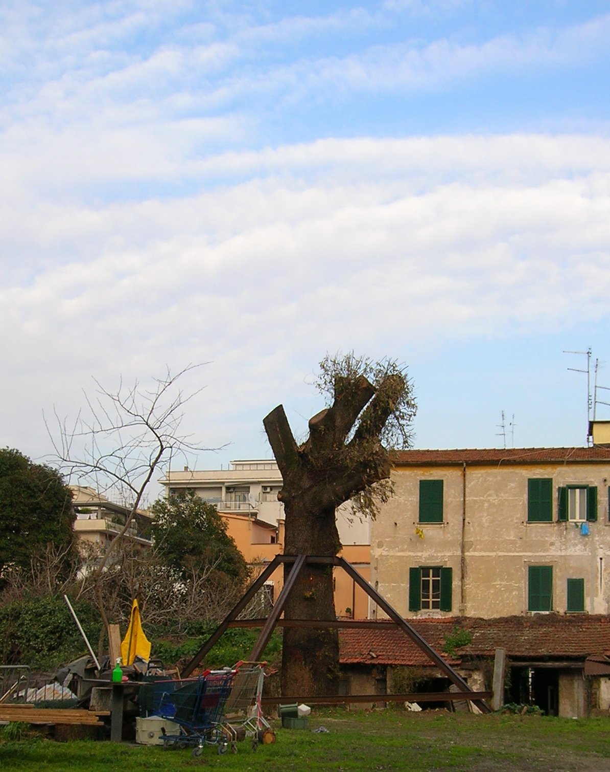 Quadraro oak in Rome