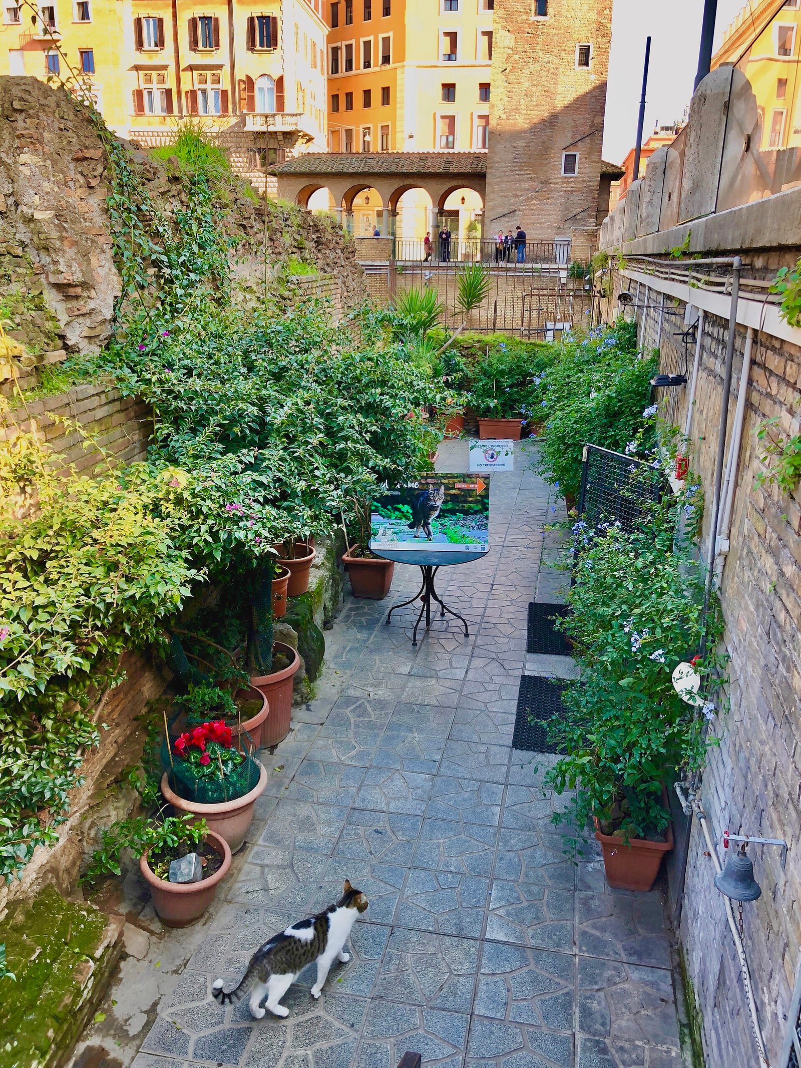 Il rifugio dei gatti nell'area sacra di Largo di Torre Argentina