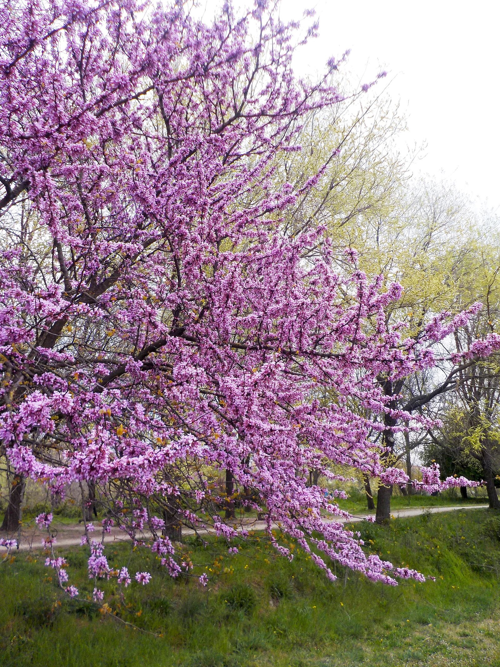 Alberi in fiore nel Parco delle Valli a Montesacro