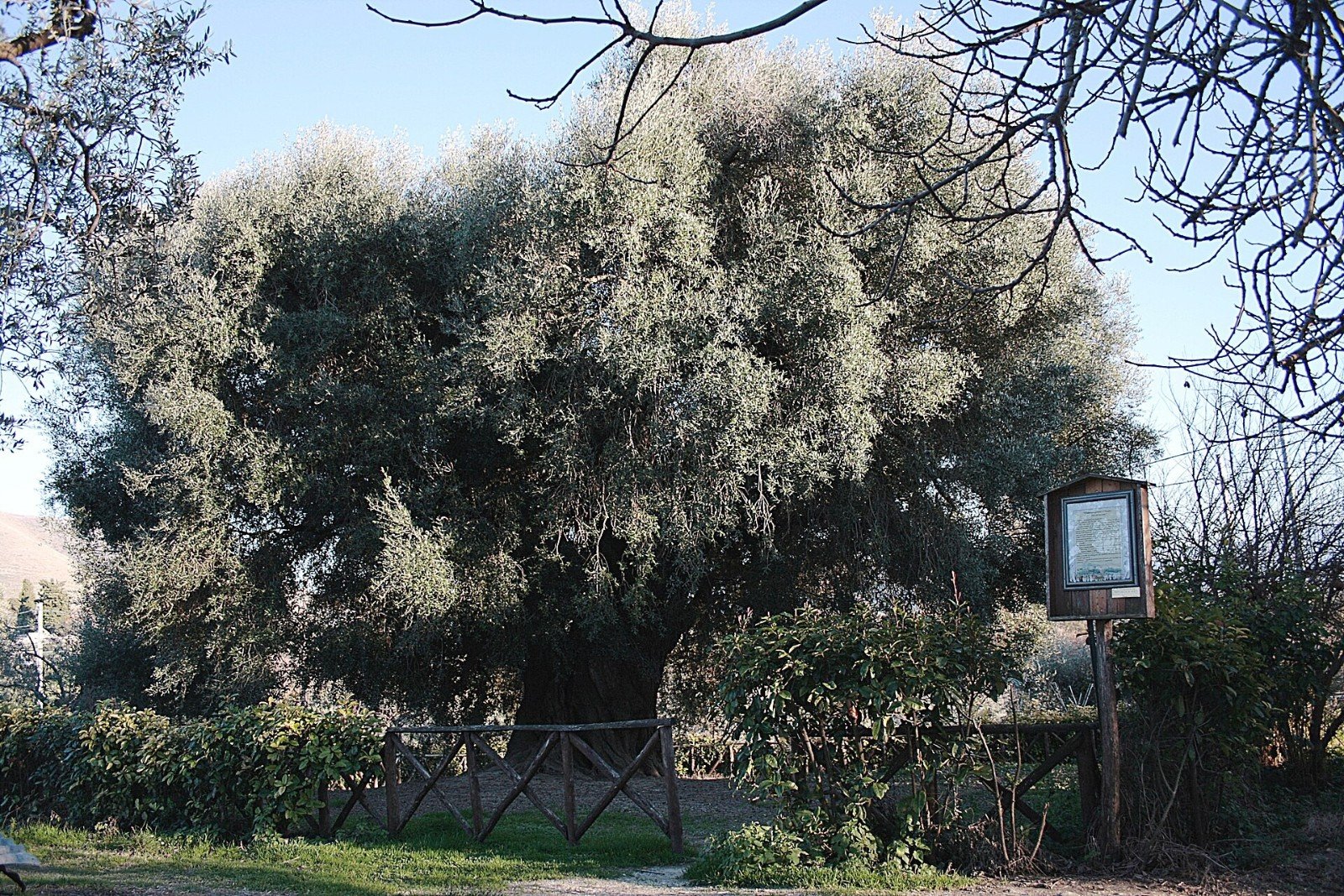 Un ulivo monumentale a Canneto Sabino, frazione di Fara in Sabina