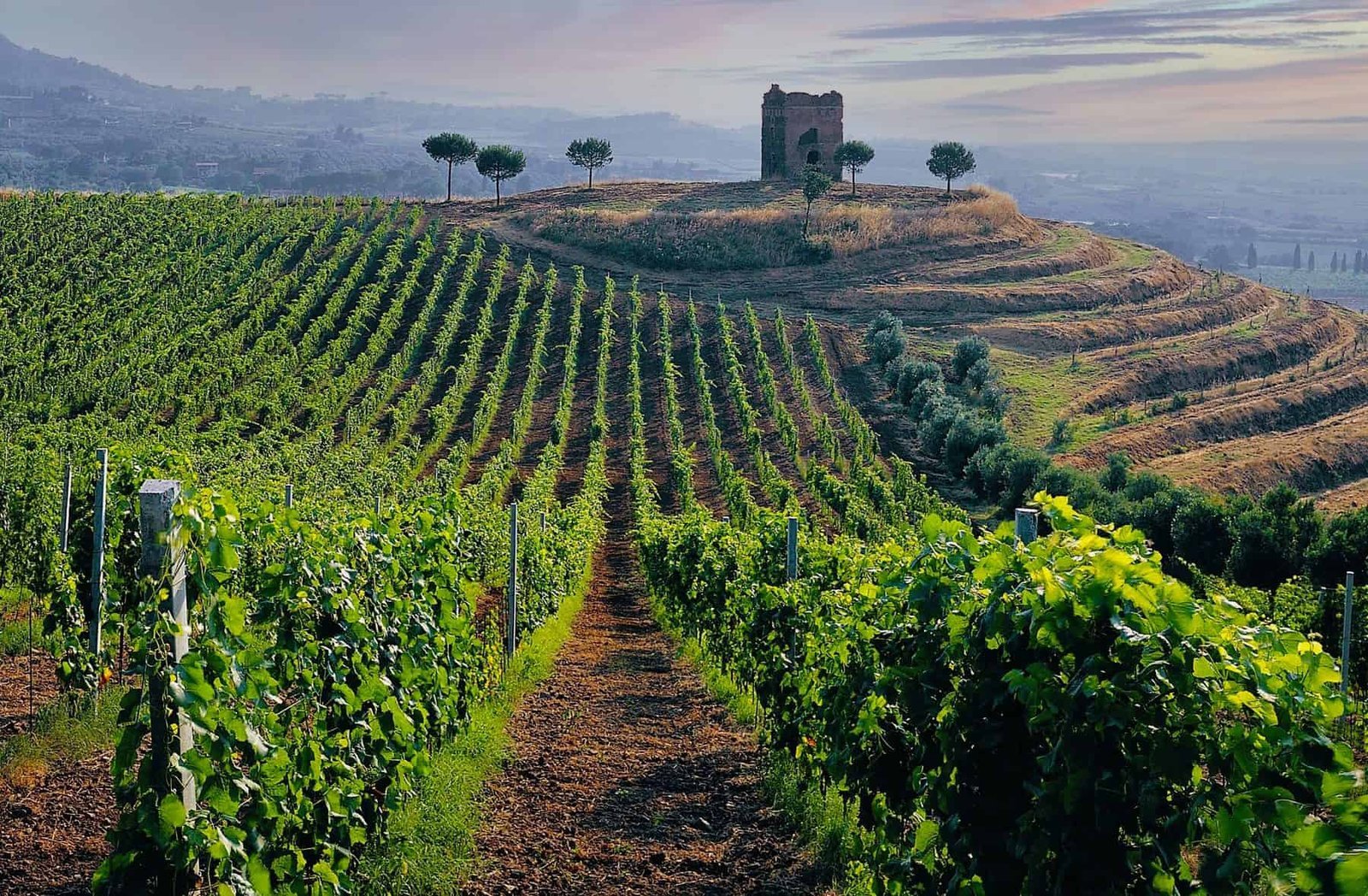 Meditrinalia, 11 ottobre: il brindisi al vino nuovo degli antichi romani (e dove si beve oggi) 4